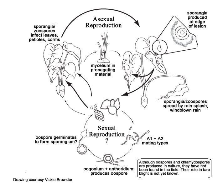 712x592 Fact Sheet - Taro Leaf Drawing