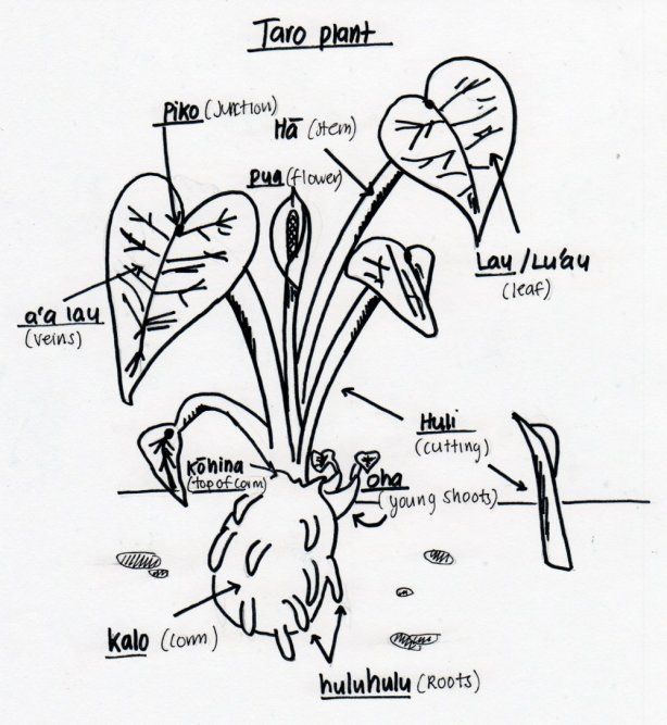 614x667 Image Result For Taro Plant Drawing Kalo Taro Plant, Plants - Taro Leaf Drawing