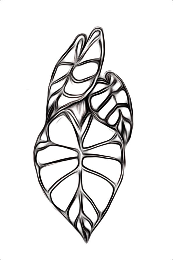 594x891 rachael ray art collection logo tarokalo plant leaf root word - Taro Leaf Drawing