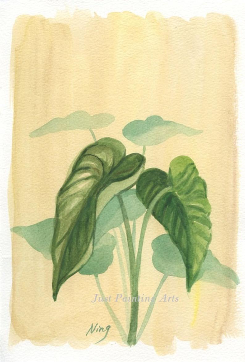 794x1171 Taro Plantoriginal Watercolor Painting Etsy - Taro Leaf Drawing