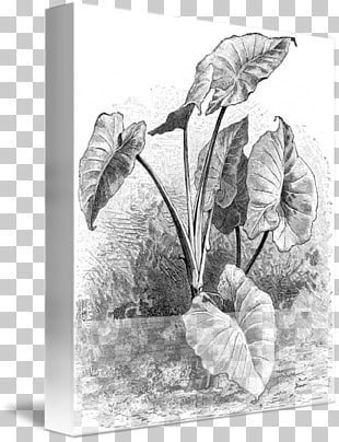 310x404 Taro Vegetable Png Cliparts For Free Download Uihere - Taro Leaf Drawing