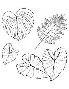 Taro Leaf Drawing at PaintingValley.com | Explore collection of Taro ...