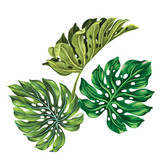 160x160 Beautiful Vector Pattern With Tropical Leaves, All Shapes Isolated - Taro Leaf Drawing