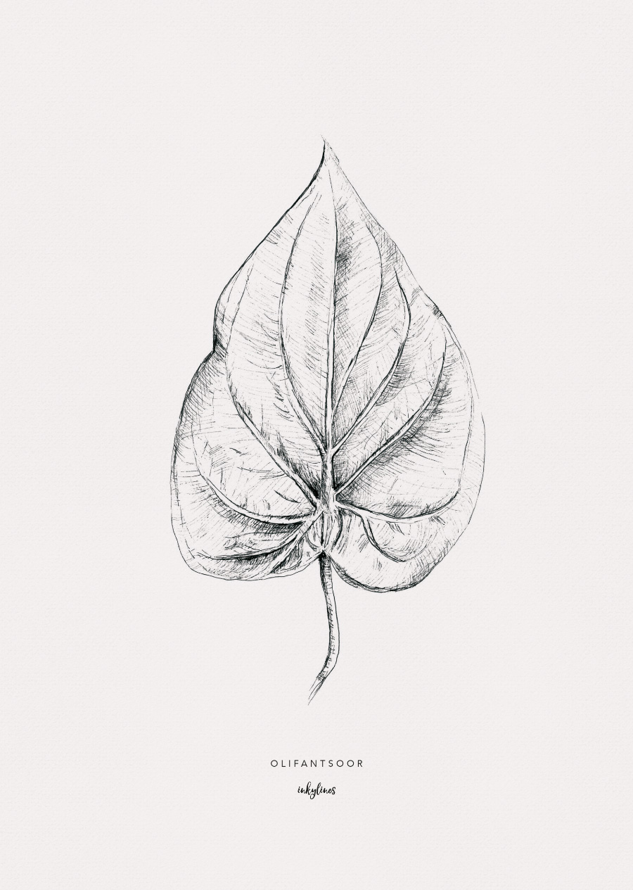 900x1265 Inkylines - Taro Leaf Drawing