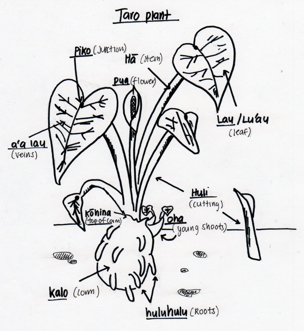 1000x1087 hawaiian taro plant diagram jesse talks - Taro Plant Drawing