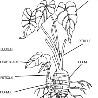 320x320 pdf site and planting date effects on taro growth comparison - Taro Plant Drawing