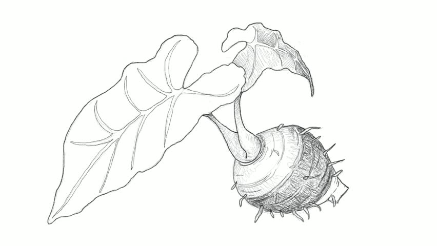 852x480 root and tuberous vegetables, motion stock footage video - Taro Plant Drawing