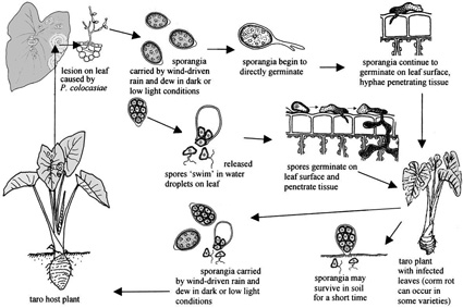 425x283 taro leaf blight fact sheet - Taro Plant Drawing