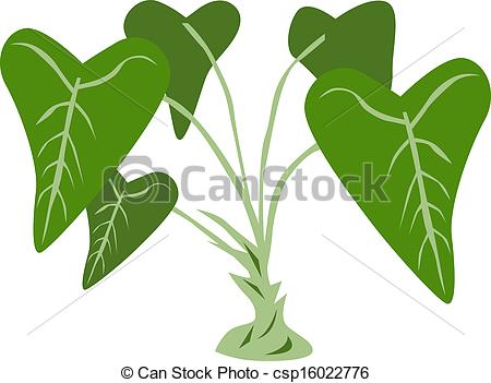 450x351 taro plant illustration of taro plant green leaves isolated - Taro Plant Drawing
