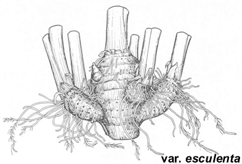 353x240 what is kalo - Taro Plant Drawing