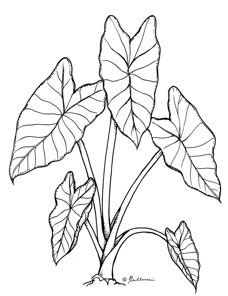 789x1024 taro line drawing - Taro Plant Drawing