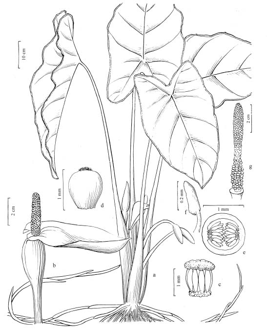547x674 colocasia lihengiae - Taro Plant Drawing