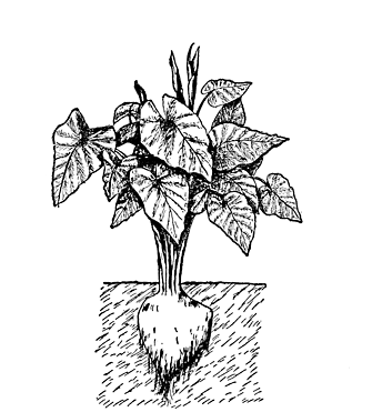 335x371 group of taro plant tattoo - Taro Plant Drawing
