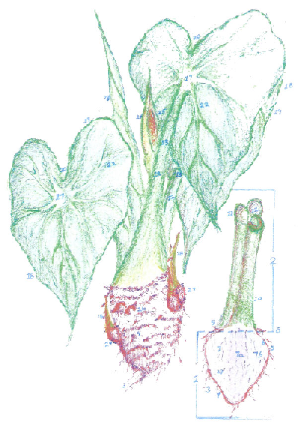 600x861 hawaiian recipes, food, lore, stories, food of hawaii, taro, kalo - Taro Plant Drawing
