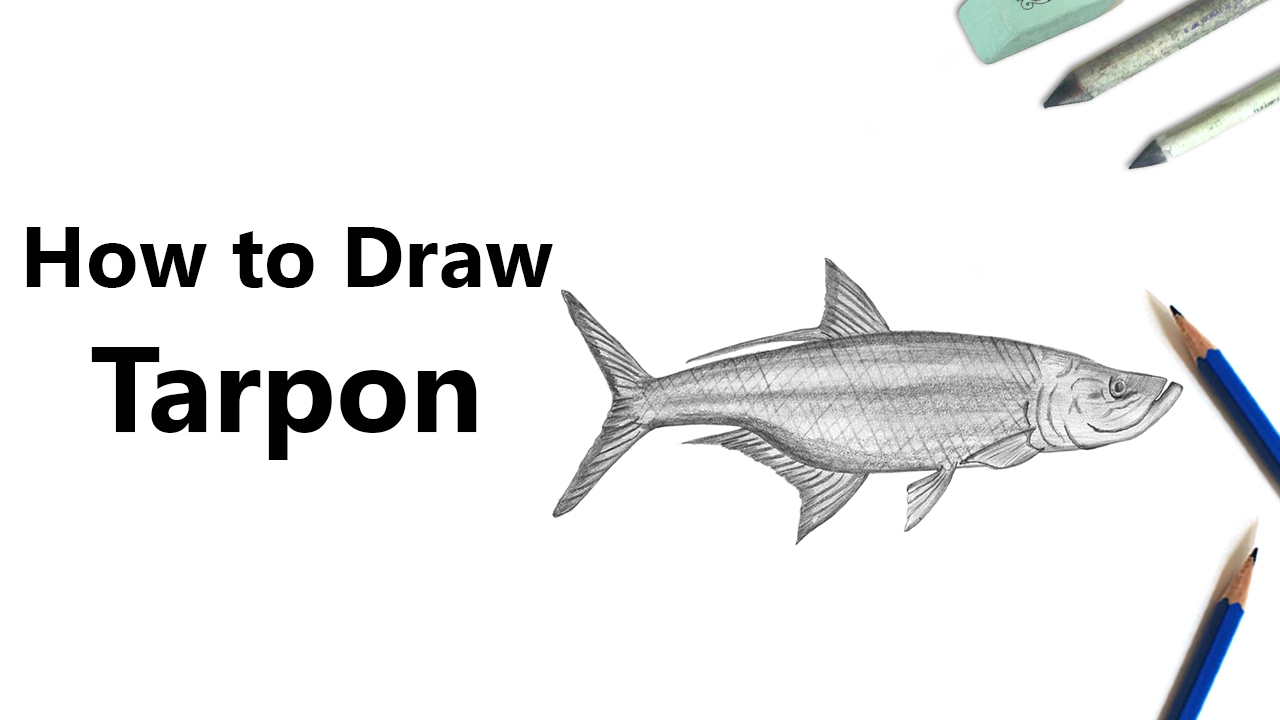 1280x720 How To Draw A Tarpon With Pencils - Tarpon Drawing