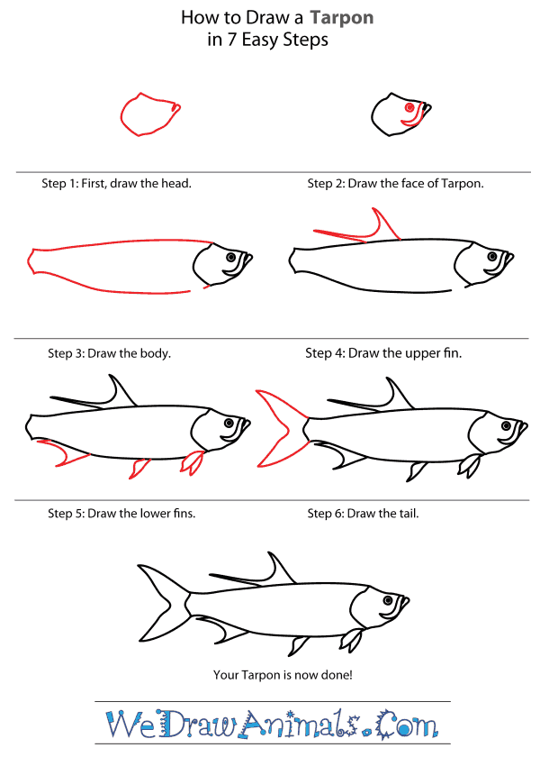 600x840 How To Draw A Tarpon - Tarpon Drawing