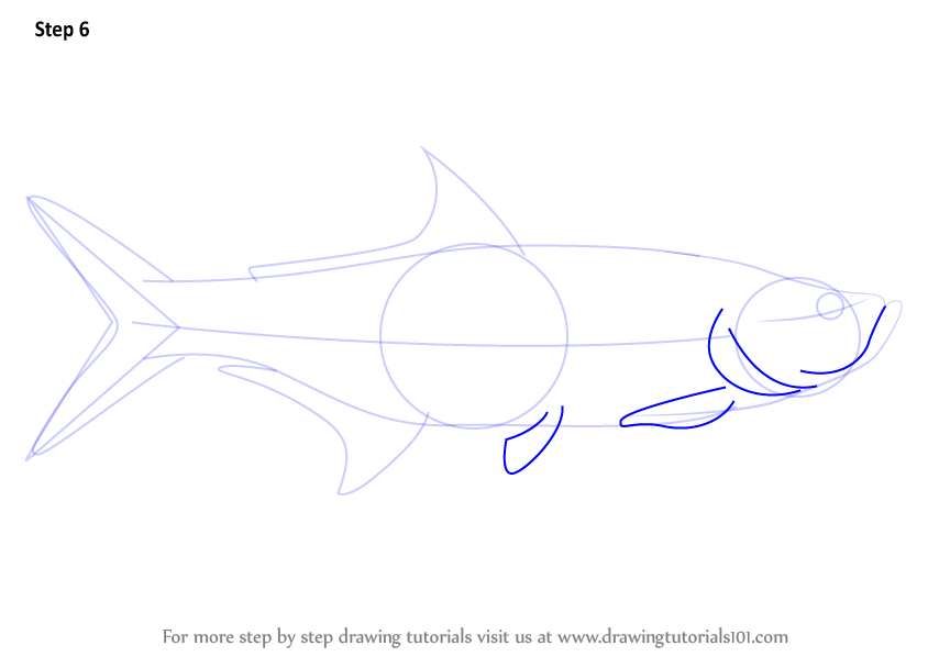 844x598 Learn How To Draw A Tarpon - Tarpon Drawing