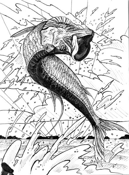 440x599 Tarpon Airing Out Alexwex - Tarpon Drawing
