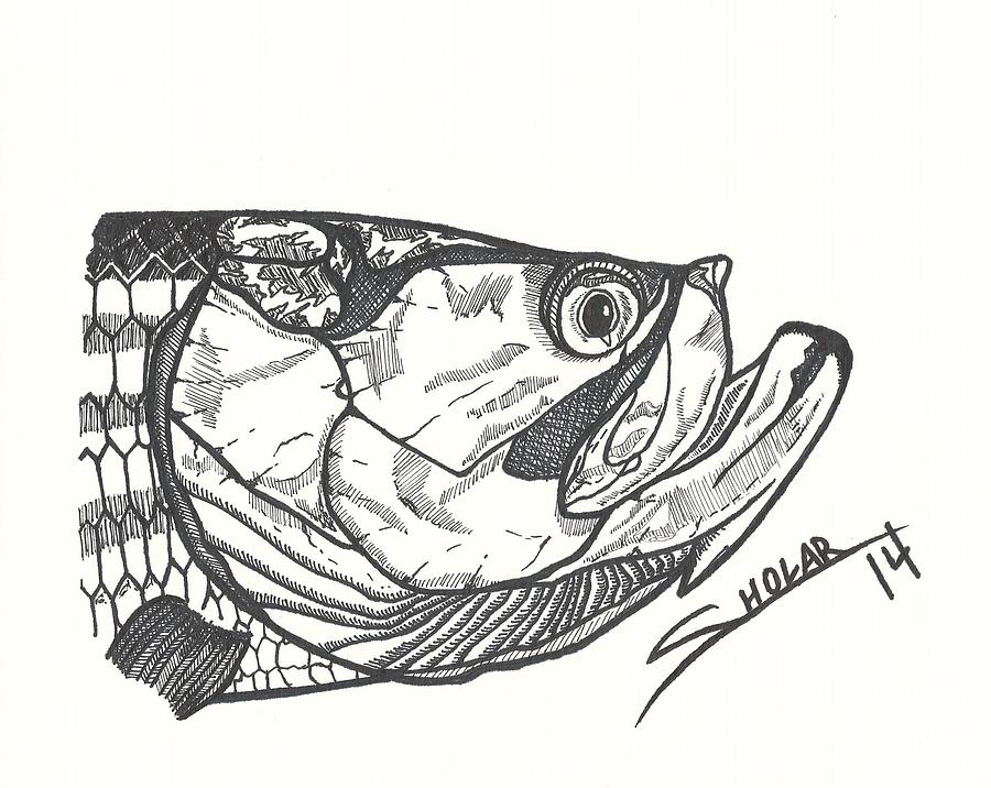 900x716 Tarpon Drawing - Tarpon Drawing