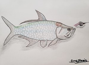 300x219 Tarpon Drawings Fine Art America - Tarpon Drawing