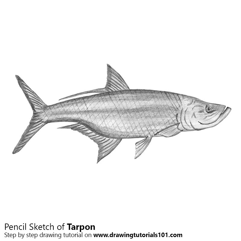 800x800 Tarpon Pencil Drawing - Tarpon Drawing
