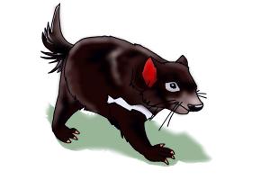 300x200 How To Draw A Tasmanian Devil - Tasmanian Devil Drawing