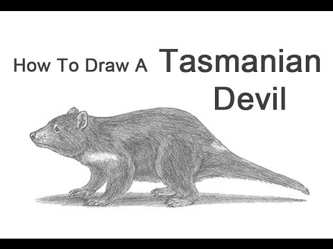 480x360 How To Draw A Tasmanian Devil - Tasmanian Devil Drawing