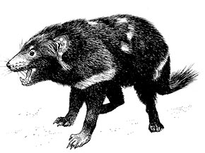 290x217 Tasmanian Devil Natural History Notebooks - Tasmanian Devil Drawing