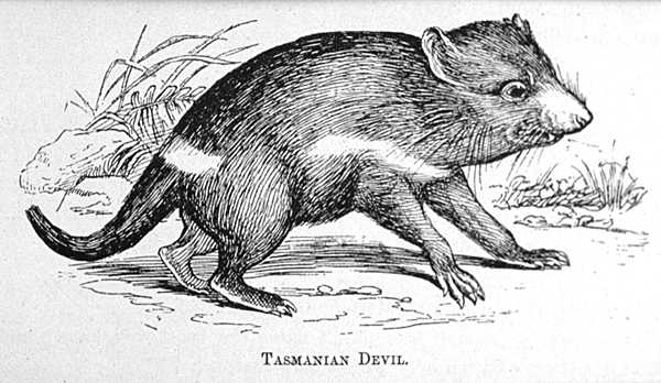 600x348 Tasmanian Devil - Tasmanian Devil Drawing