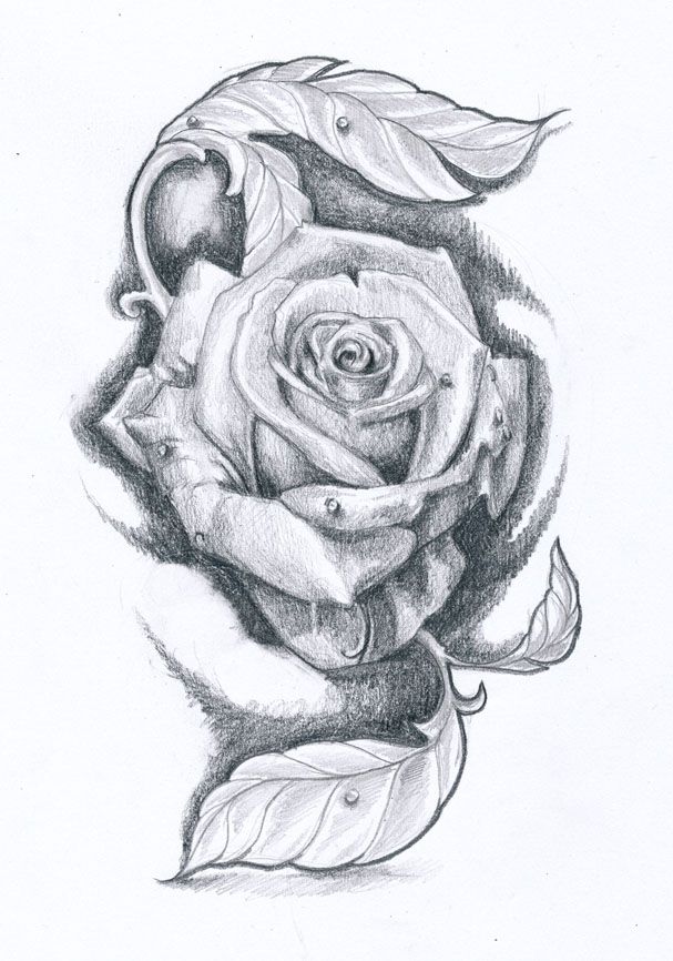 607x866 Drawing Rose Tattoo Design - Tattoo Drawing Rose