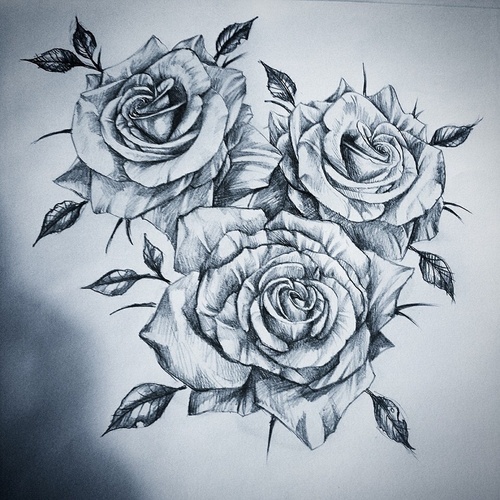 500x500 Roses Tattoo Draw Discovered - Tattoo Drawing Rose