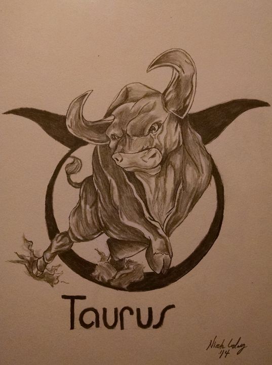 537x720 taurus - Taurus Drawing
