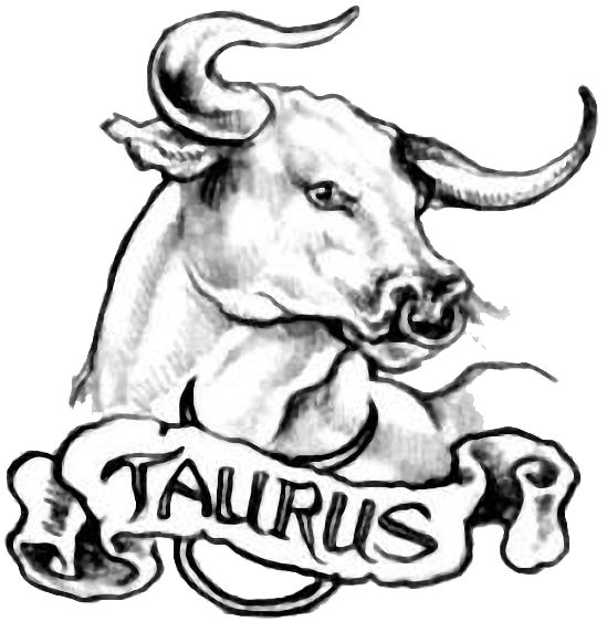 549x563 taurus sketch drawing skill - Taurus Drawing