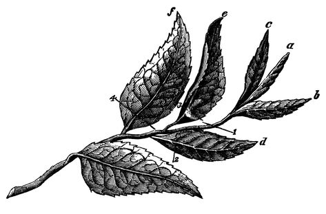 473x311 Plucked Tea Leaves - Tea Leaves Drawing