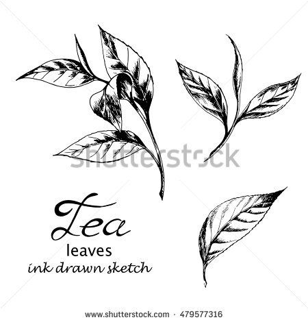 450x470 Vector Set Of Tea Leaves Ink Drawn Herbal Illustration In Sketch - Tea Leaves Drawing