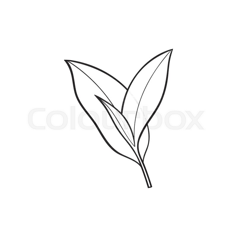 800x800 Vector Sketch Cartoon Style Tea Leaves Stock Vector Colourbox - Tea Leaves Drawing