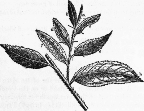 467x359 Xiii Tea - Tea Leaves Drawing