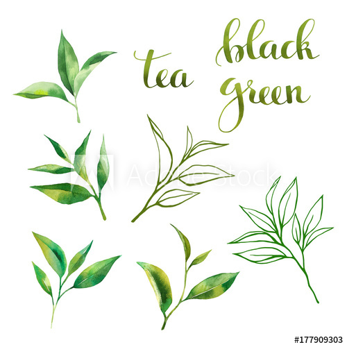 500x500 Food Design Set With Tea Leaves Watercolor, Line Art Sketch - Tea Leaves Drawing