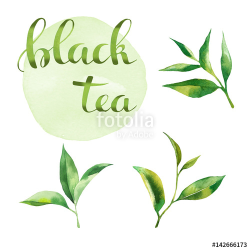 500x500 Food Design Set With Tea Leaves Watercolor And Lettering Hand - Tea Leaves Drawing