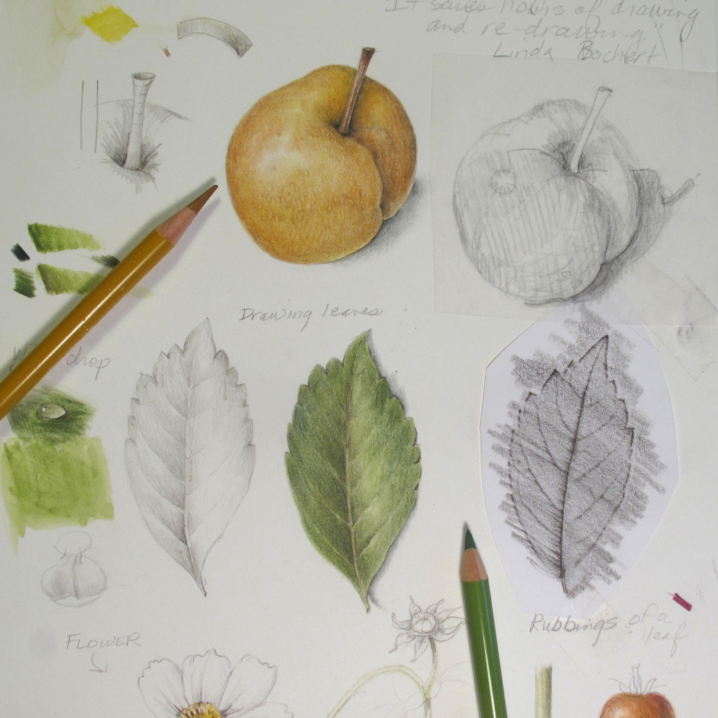 1038x1038 teaching botanical illustration - Teaching Drawing