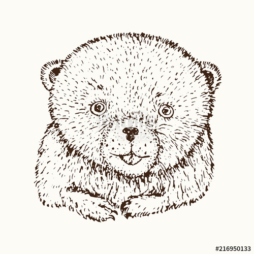 500x500 Teddy Bear Face Close Up, Hand Drawn Doodle Sketch, Isolated - Teddy Bear Face Drawing