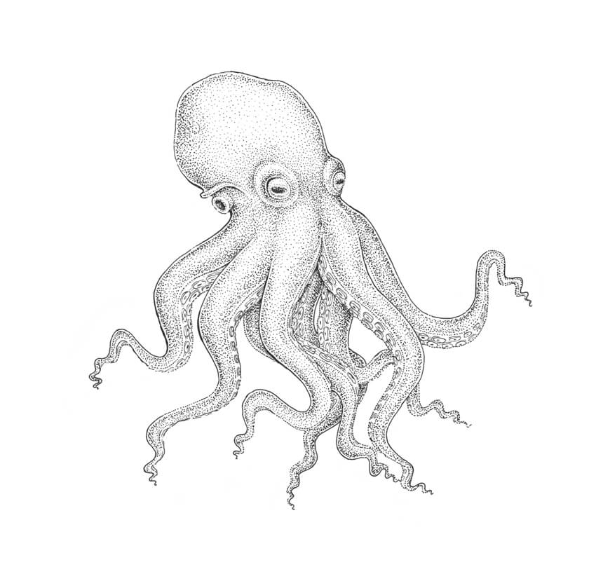 850x809 How To Draw An Octopus Step - Tentacles Drawing