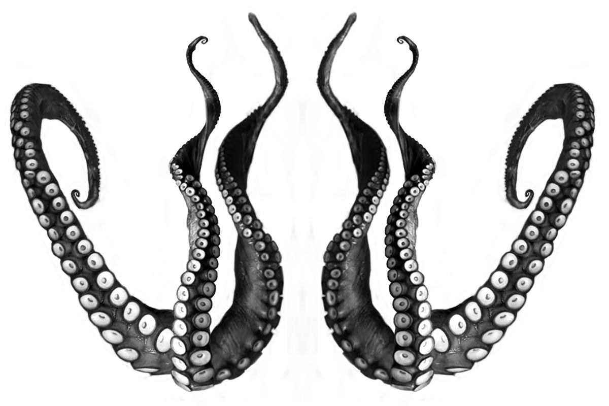1200x800 octopus tentacles drawing deep ones octopus drawing, wolf - Tentacles Drawing