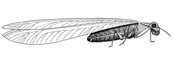 730x260 biological drawings insects winged termite biology teaching - Termite Drawing