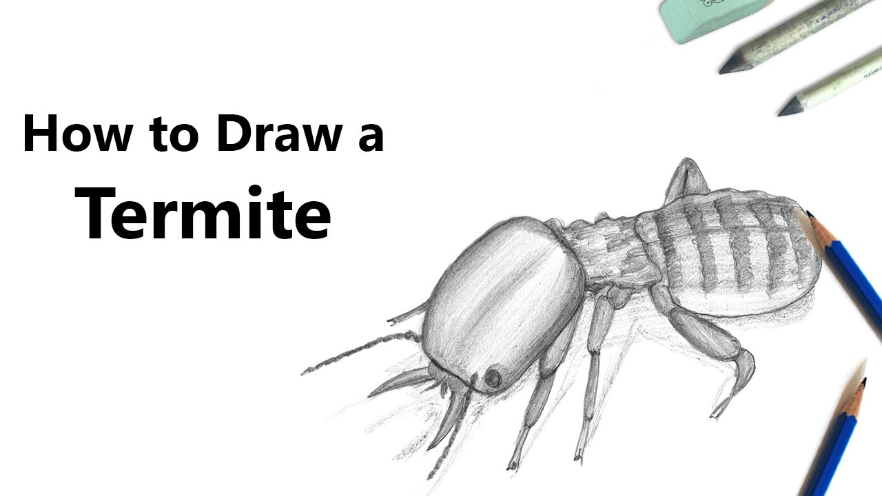 1280x720 how to draw a termite with pencils - Termite Drawing