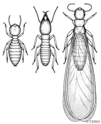 350x429 isoptera - Termite Drawing