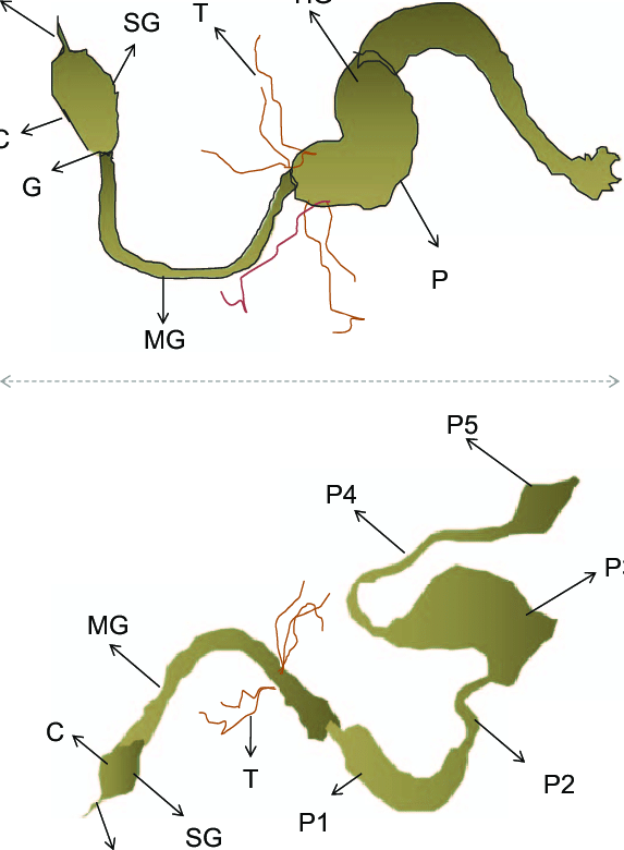 573x780 a schematic drawing of the termite digestive tract - Termite Drawing