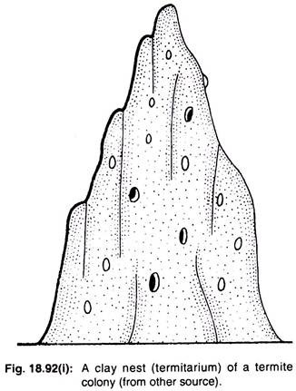 326x431 study notes on termites - Termite Drawing
