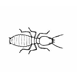 300x300 termite winged termite drawing - Termite Drawing