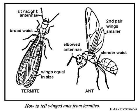 474x382 ant swarming horticulture and home pest news - Termite Drawing